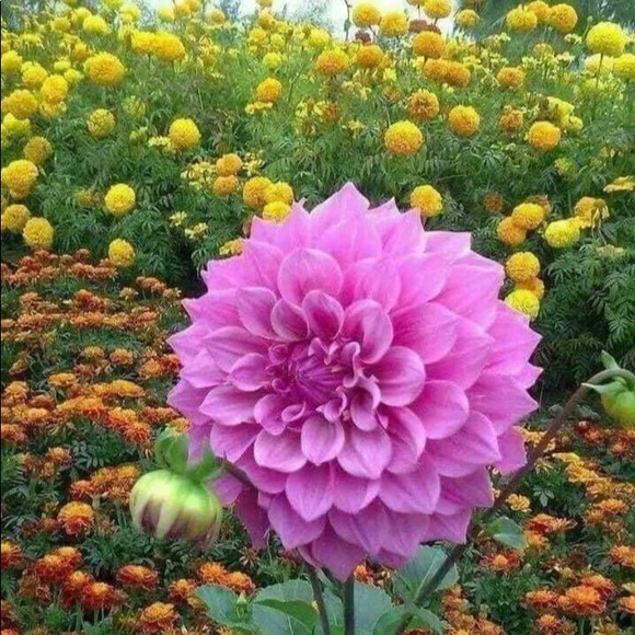 Meet your Posher, Terry - Picture 13 of 16